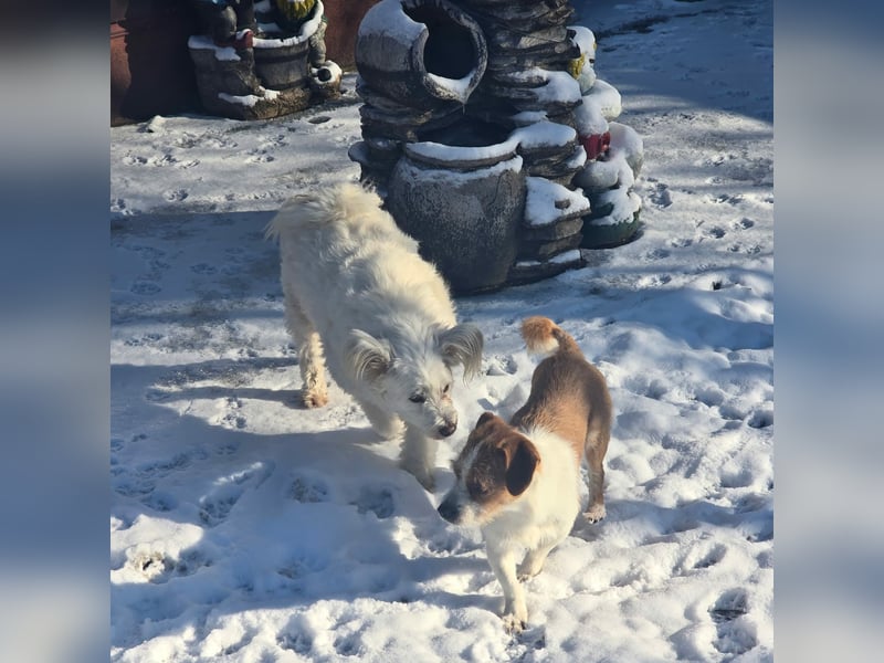 Minnie - einfach ausgesetzt