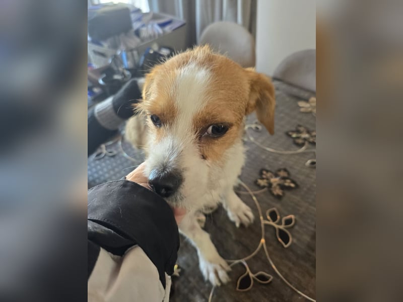 Minnie - einfach ausgesetzt