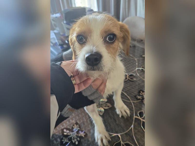 Minnie - einfach ausgesetzt