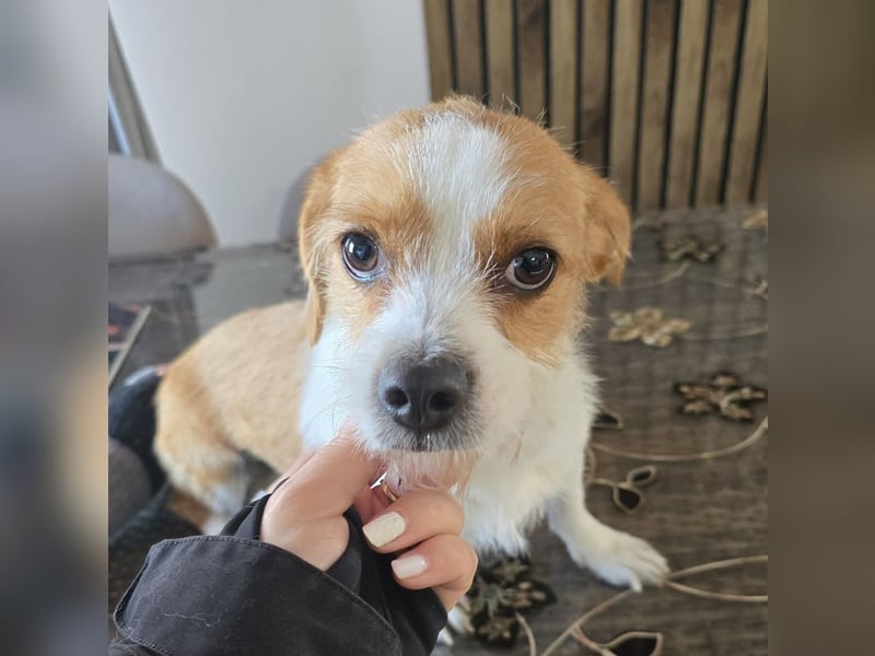 Minnie - einfach ausgesetzt