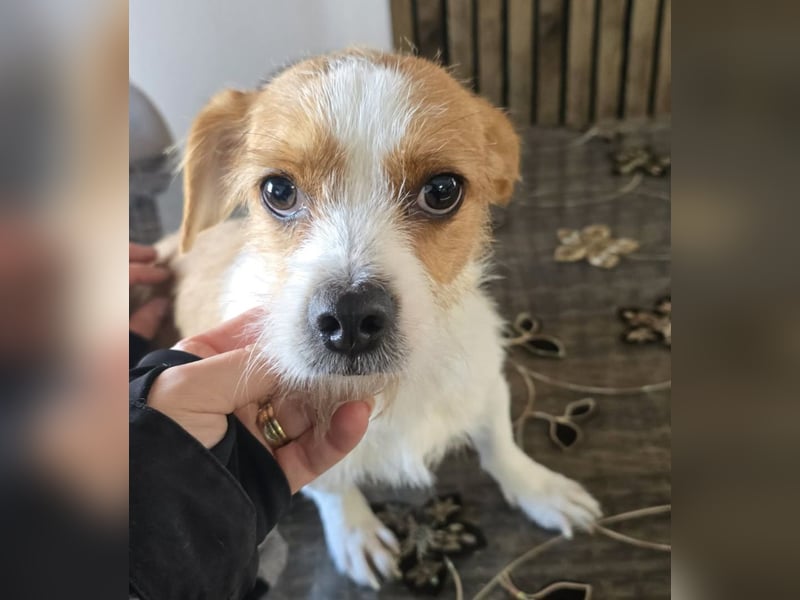 Minnie - einfach ausgesetzt