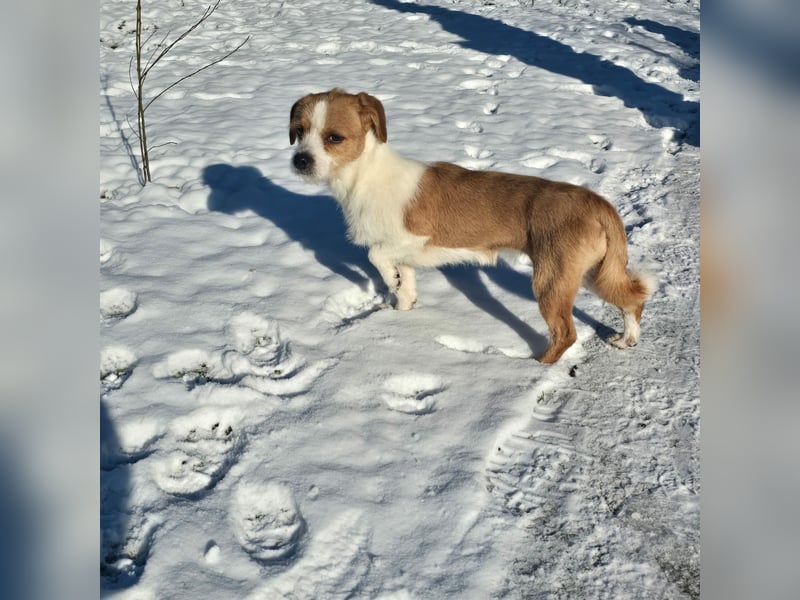 Minnie - einfach ausgesetzt