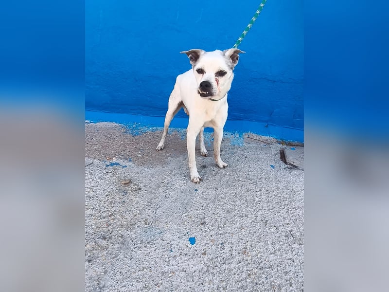 Kiko - kleiner Herzenshund sucht sein Glück