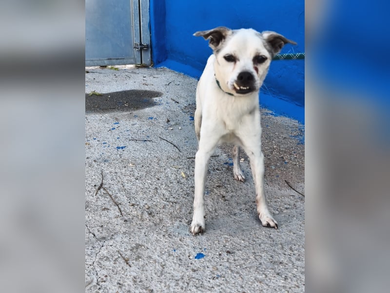 Kiko - kleiner Herzenshund sucht sein Glück