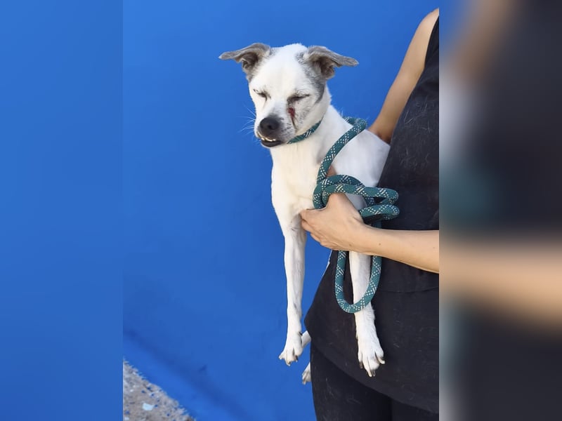 Kiko - kleiner Herzenshund sucht sein Glück