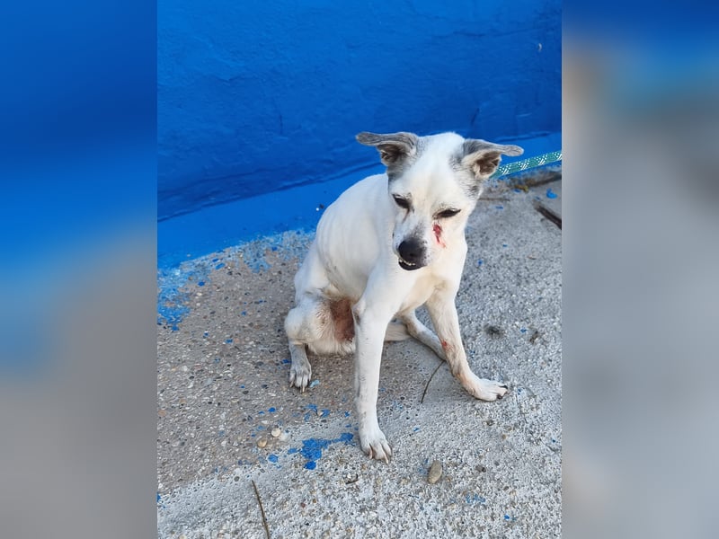 Kiko - kleiner Herzenshund sucht sein Glück