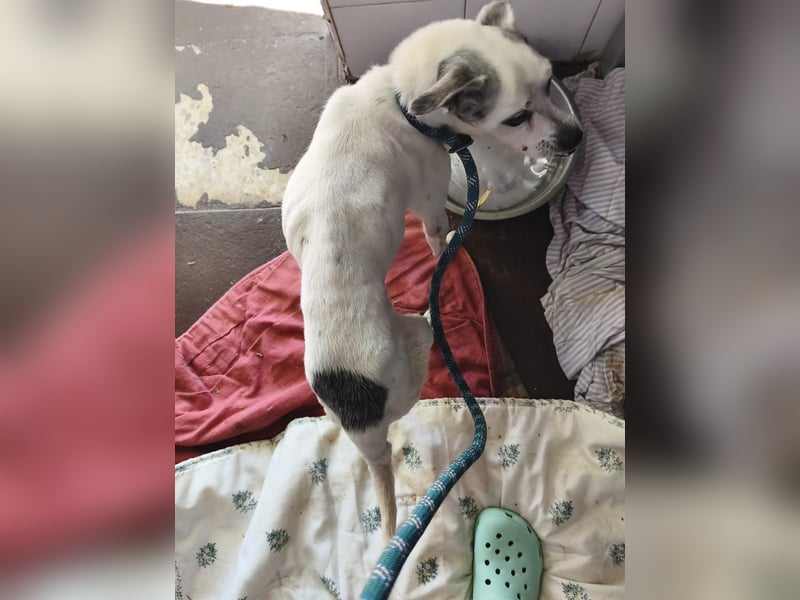 Kiko - kleiner Herzenshund sucht sein Glück