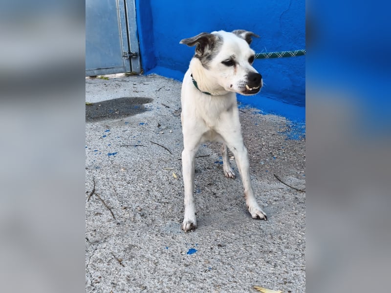 Kiko - kleiner Herzenshund sucht sein Glück