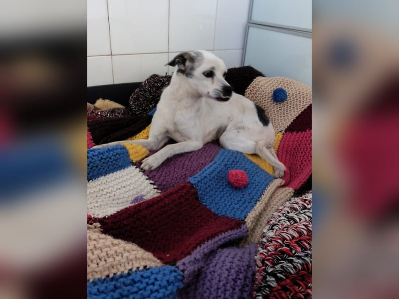 Kiko - kleiner Herzenshund sucht sein Glück