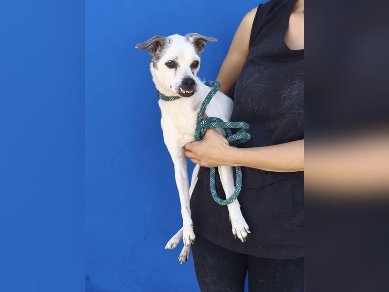 Kiko - kleiner Herzenshund sucht sein Glück