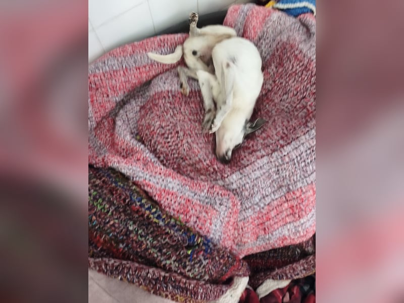 Kiko - kleiner Herzenshund sucht sein Glück