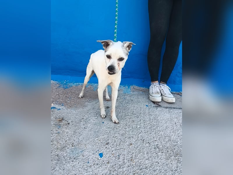 Kiko - kleiner Herzenshund sucht sein Glück