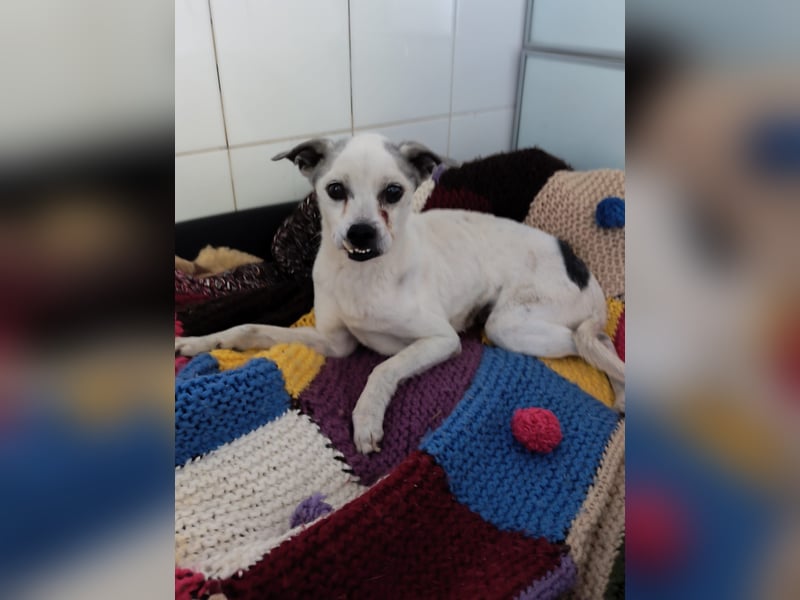 Kiko - kleiner Herzenshund sucht sein Glück