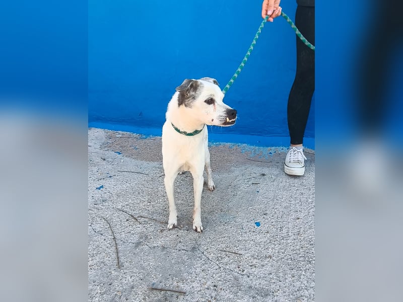 Kiko - kleiner Herzenshund sucht sein Glück
