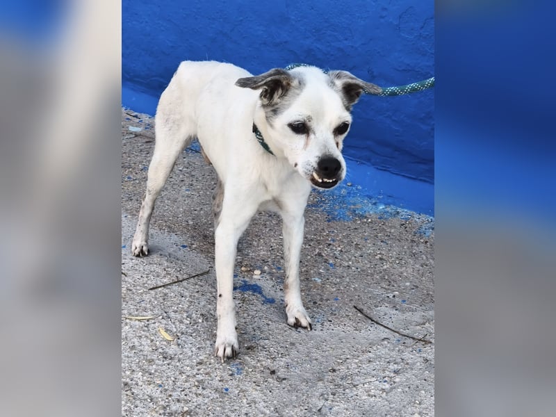 Kiko - kleiner Herzenshund sucht sein Glück