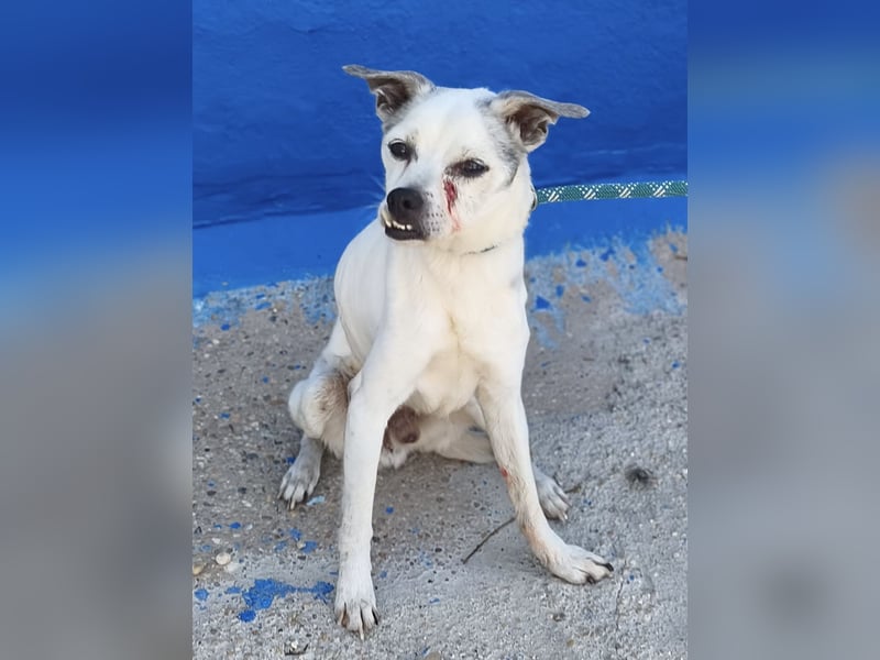 Kiko - kleiner Herzenshund sucht sein Glück