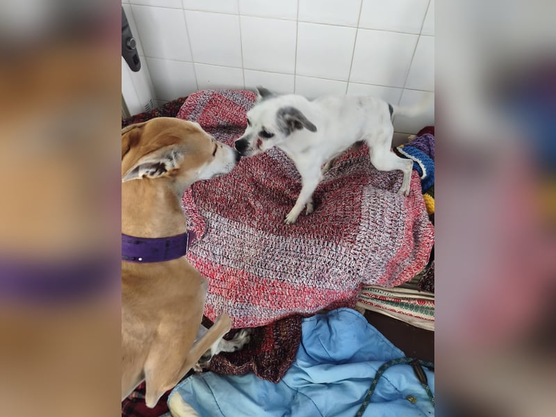 Kiko - kleiner Herzenshund sucht sein Glück