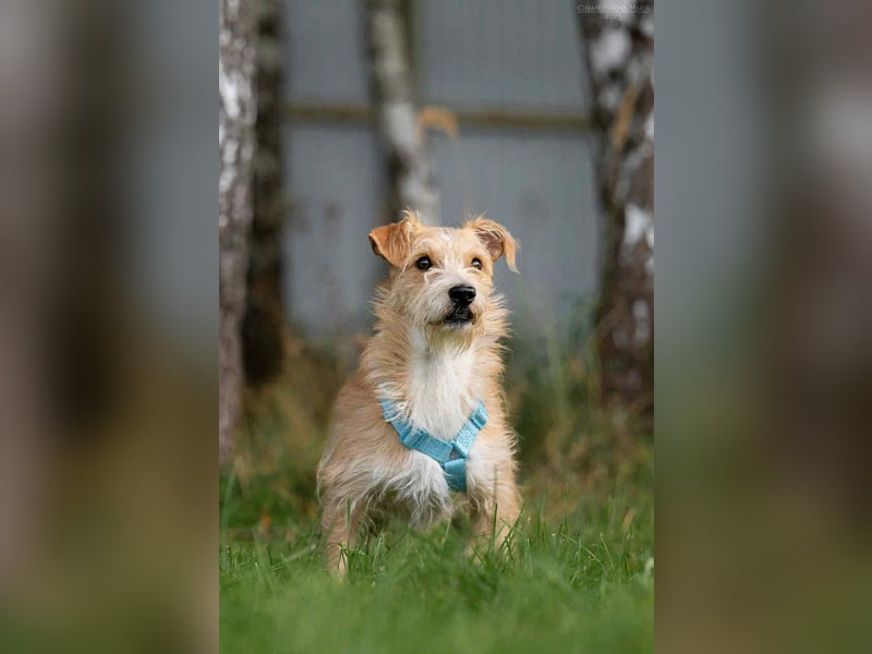 Toller Garik sucht liebevolles Zuhause