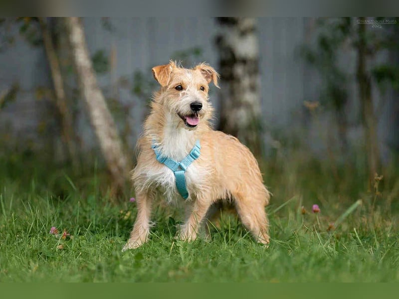 Toller Garik sucht liebevolles Zuhause