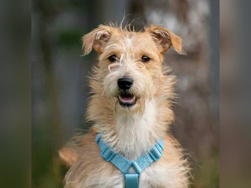 Toller Garik sucht liebevolles Zuhause