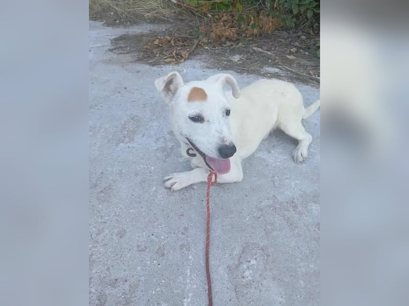 James- Kleiner Alltagsbegleiter gesucht? James würde zur Verfügung stehen! James- Kleiner Alltagsbegleiter gesucht? James würde zur Verfügung stehen!