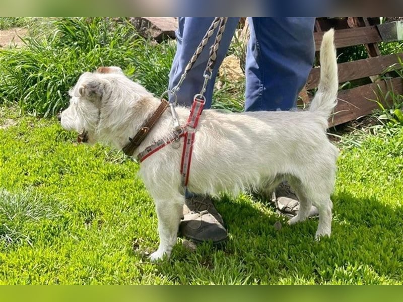 Pötyi VA – Hätte gerne wieder eine Familie