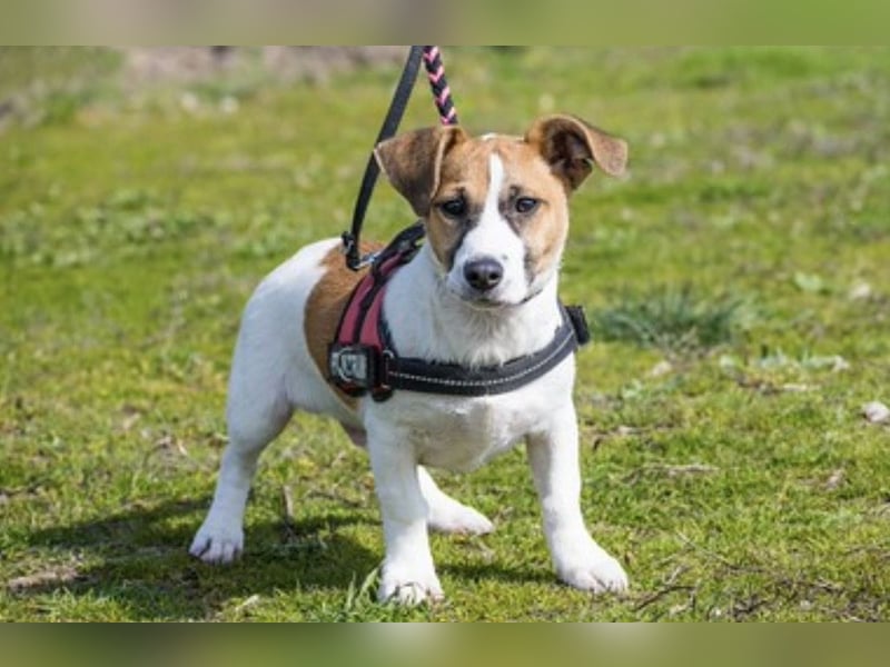 Trabi SI – kleiner aktiver Rüde sucht sein Zuhause 