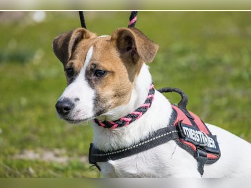 Trabi SI – kleiner aktiver Rüde sucht sein Zuhause 