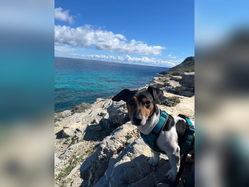 Reinrassiger Jack -Russell Deckrüde