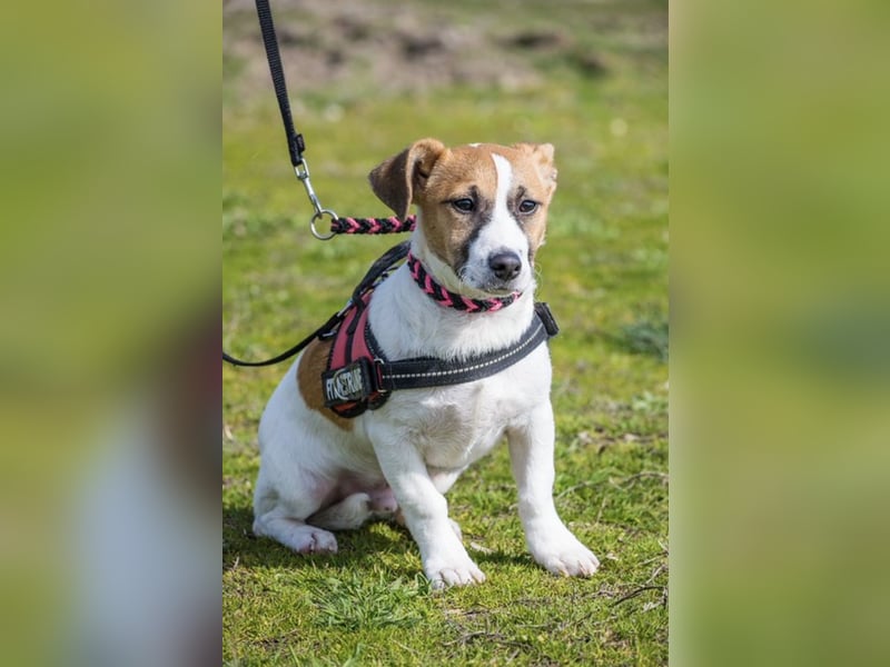 Trabi SI – kleiner aktiver Rüde sucht sein Zuhause 