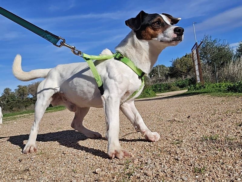 Cassidy - Jack-Russel-Terrier- Liebhaber gesucht