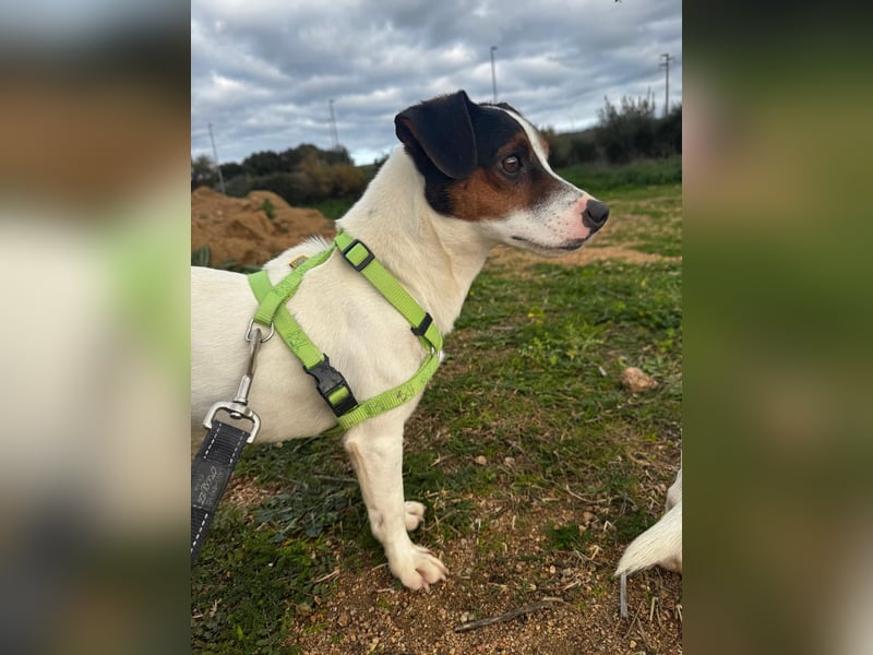 Cassidy - Jack-Russel-Terrier- Liebhaber gesucht