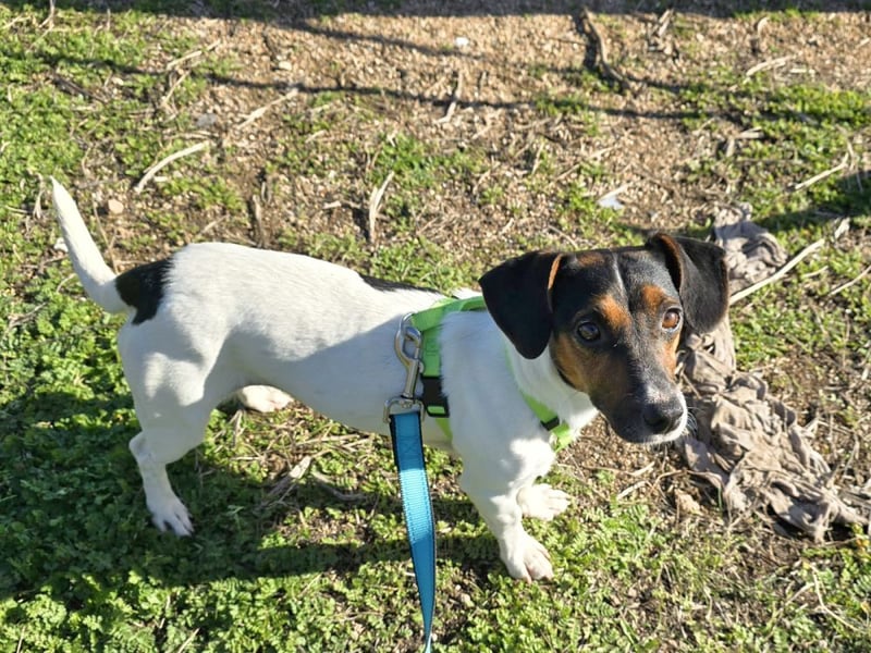 Corinne - eine lustige Terrierdame