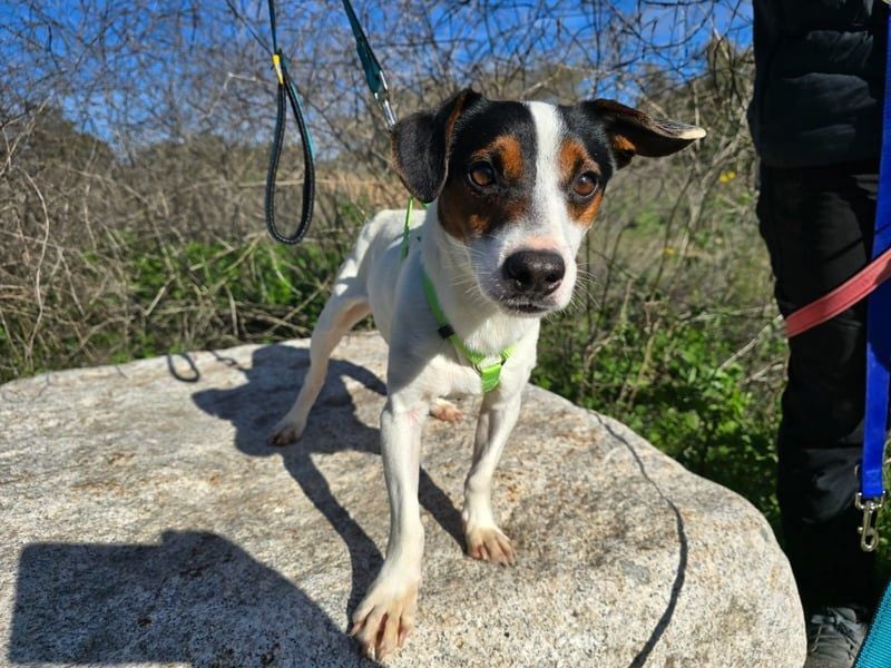 Cassidy - Jack-Russel-Terrier- Liebhaber gesucht