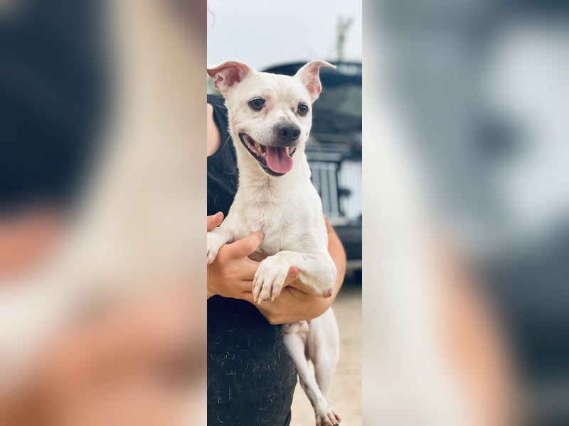 Sushi -  ein kleiner Mann sucht endlich sein Glück
