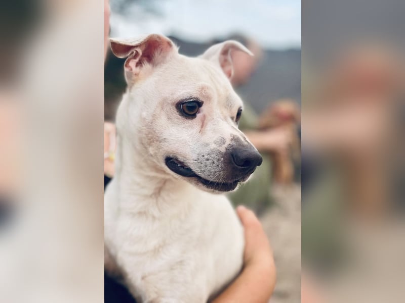 Sushi -  ein kleiner Mann sucht endlich sein Glück