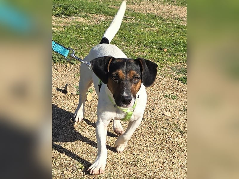 Corinne - eine lustige Terrierdame