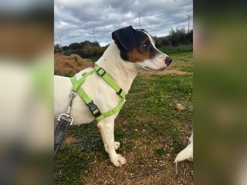 Cassidy - Jack-Russel-Terrier- Liebhaber gesucht