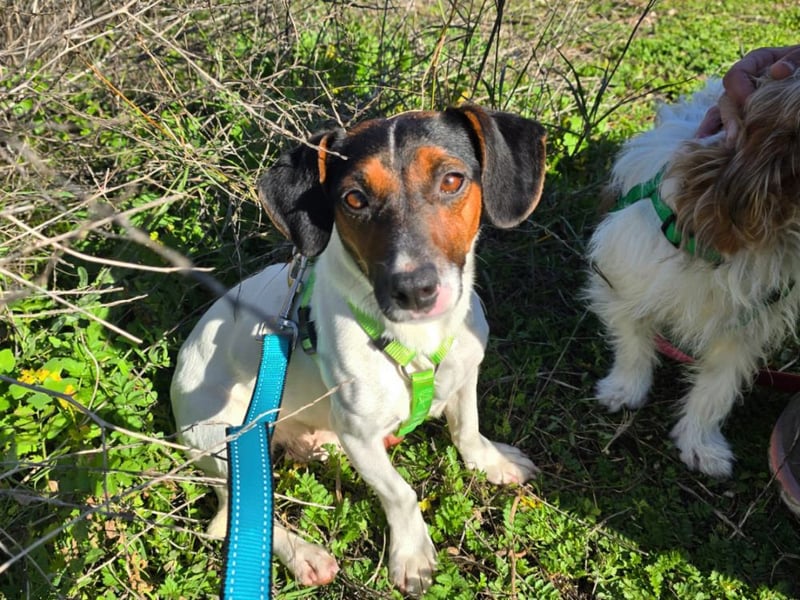 Corinne - eine lustige Terrierdame