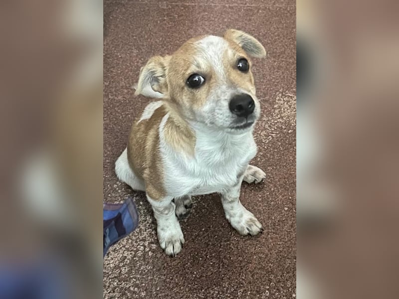 LINUS (Jack-Russel-Mix) – kleiner Kämpfer mit großem Lebenswillen sucht sein Für-immer-Zuhause