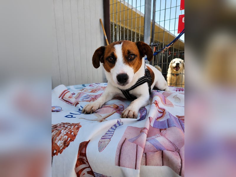 Cucciolino: Hallo, hier bin ich!