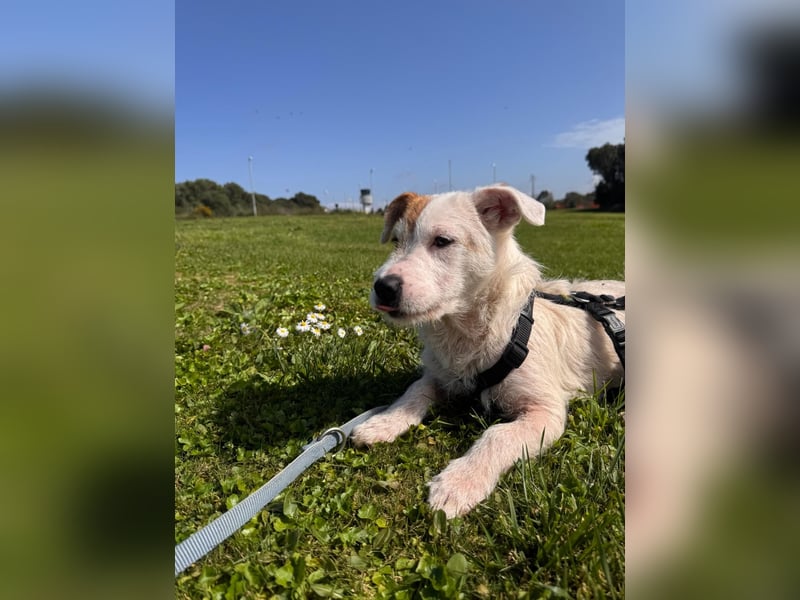 Gegina: kleine Zaubermaus