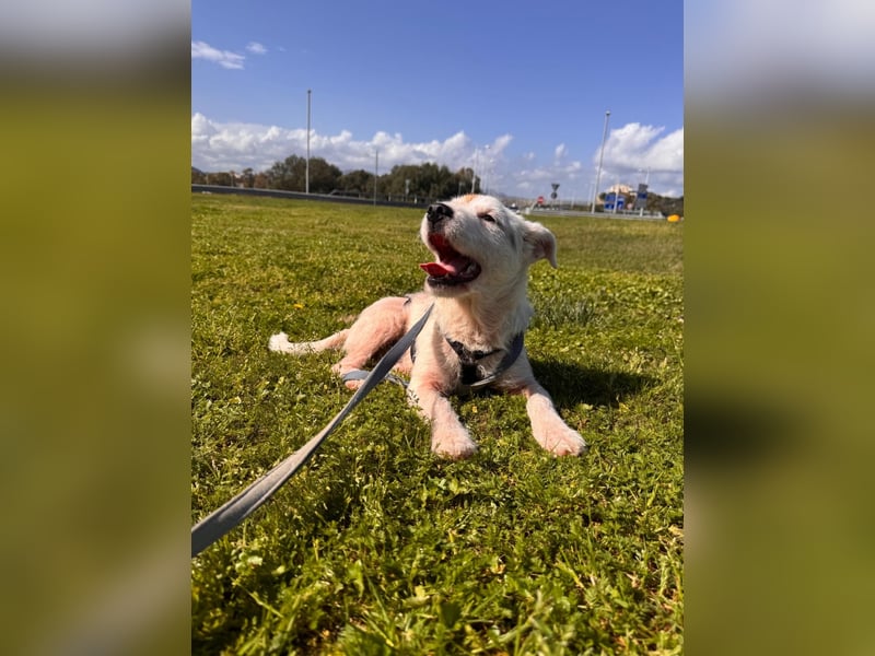 Gegina: kleine Zaubermaus