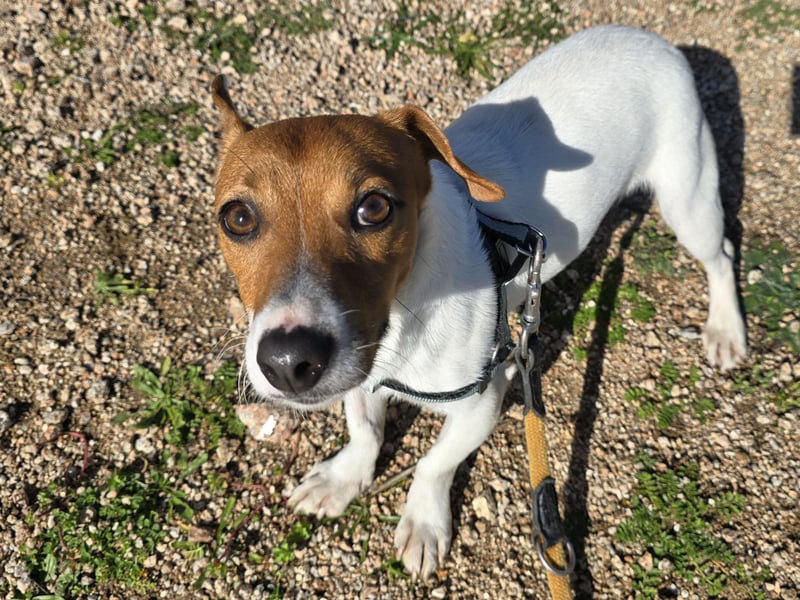 Dennis: wem darf er sein Herz schenken