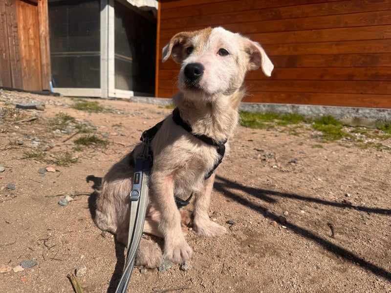 Gegina: kleine Zaubermaus