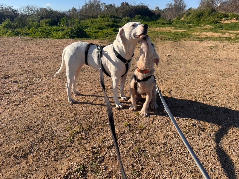 Gegina: kleine Zaubermaus