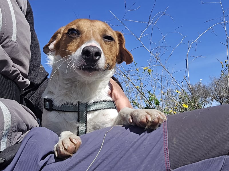 Dennis: wem darf er sein Herz schenken