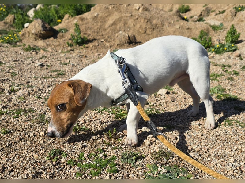 Dennis: wem darf er sein Herz schenken