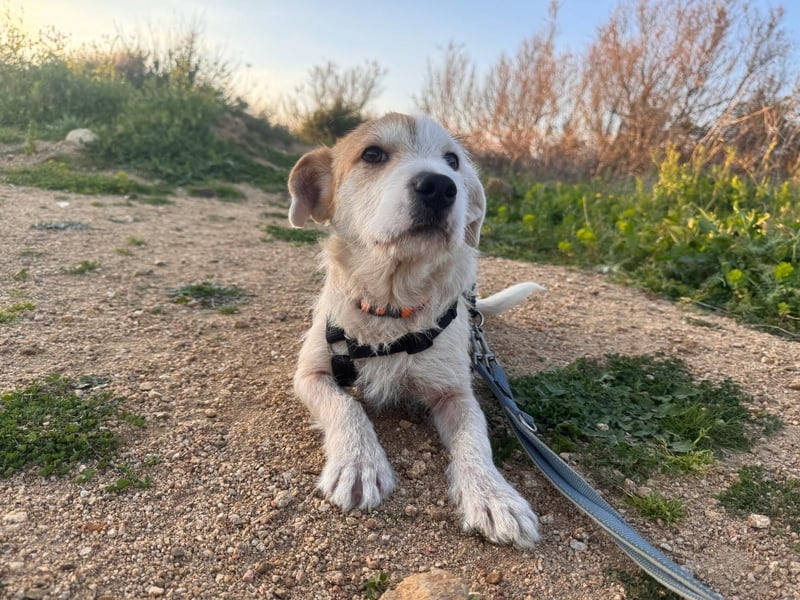 Gegina: kleine Zaubermaus