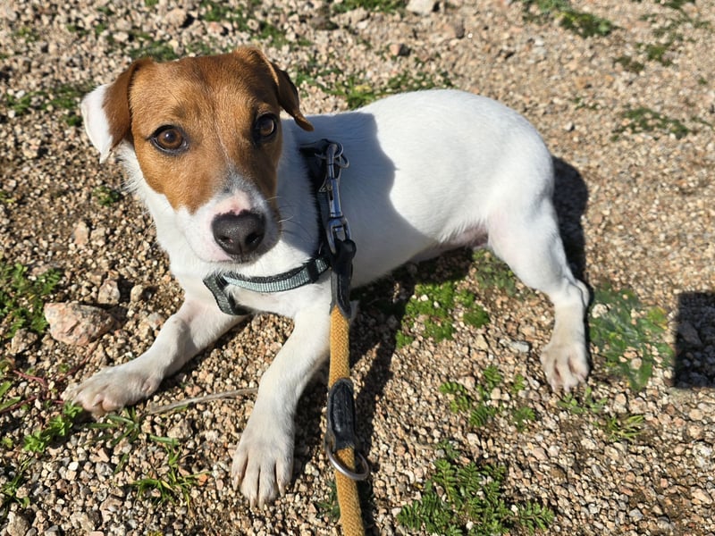 Dennis: wem darf er sein Herz schenken